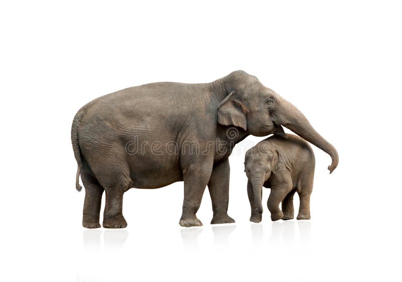 Elephant female with baby