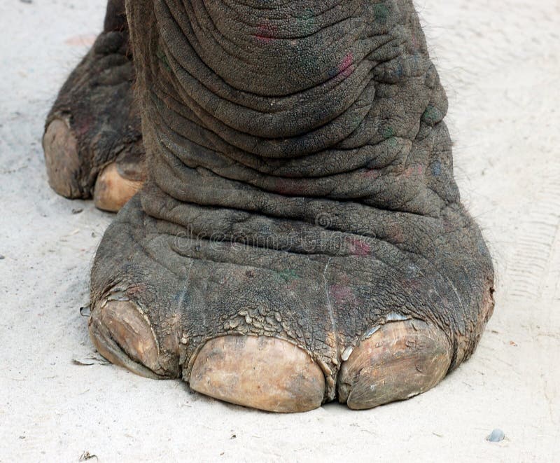 elephant-foot-16347194.jpg