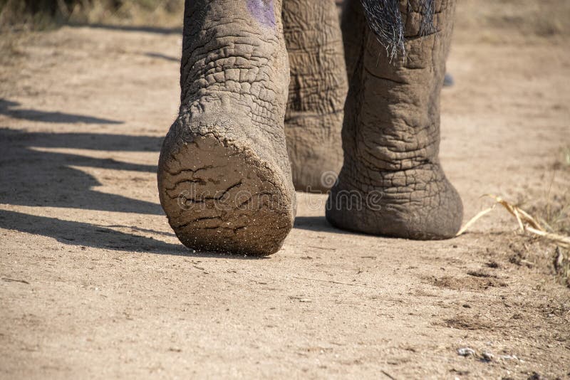 Elephant foot close up in kruger park south africa