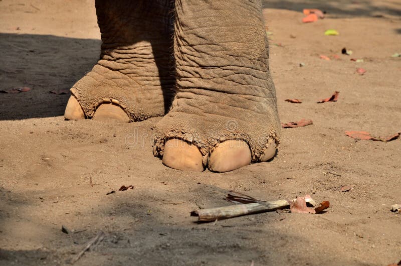 Foot xray stock image. Image of heal, radiography, healthcare 29739815