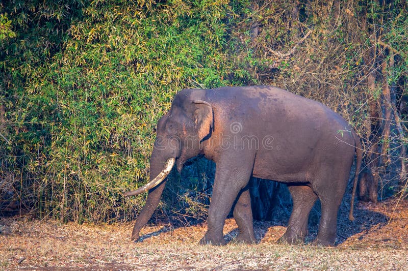 Elephant in Forest. Canon 6D 450mm ISO 800 1/400 f5.6nnn Elephant sighted in western ghats forests of India royalty free stock image Elephant in Forest. Canon 6D 450mm ISO 800 1/400 f5.6nnn Elephant sighted in western ghats forests of India royalty free stock image