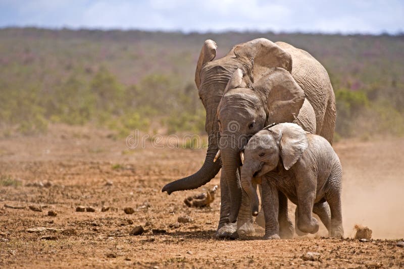 Elephant Generations