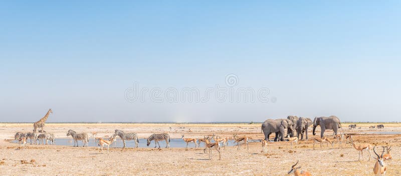 Elephant, giraffe, Burchells zebras, springbok, blue wildebeest royalty free stock photo Elephant, giraffe, Burchells zebras, springbok, blue wildebeest royalty free stock photo