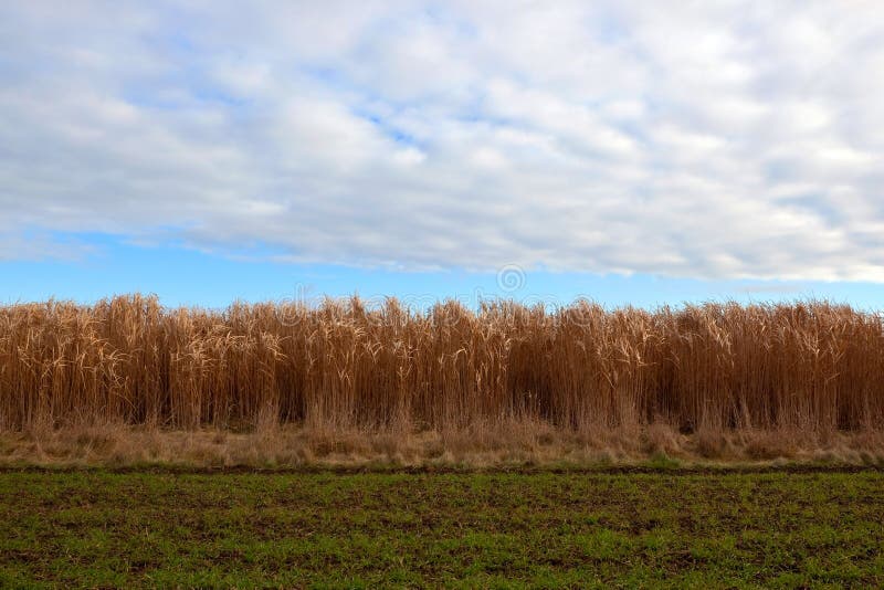 Elephant grass royalty free stock image Elephant grass royalty free stock image