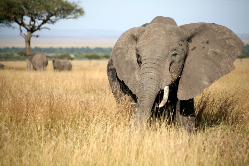 Slon v tráve v Masai Mara Rezervácia (Keňa)