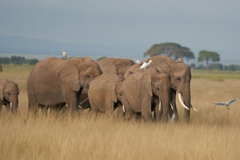 Elephant Group Amboseli - Big Five Safari white Heron African bush elephant Loxodonta africana