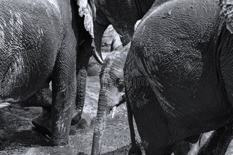 Elephant group at the mud bath in the Chobe River, Botswana in b stock photo Elephant group at the mud bath in the Chobe River, Botswana in b stock photo