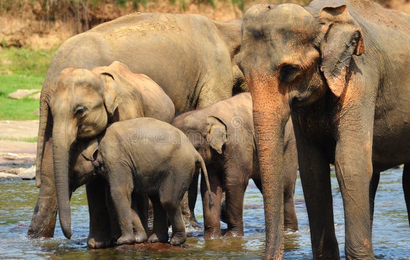 Elephant group in the river royalty free stock photography