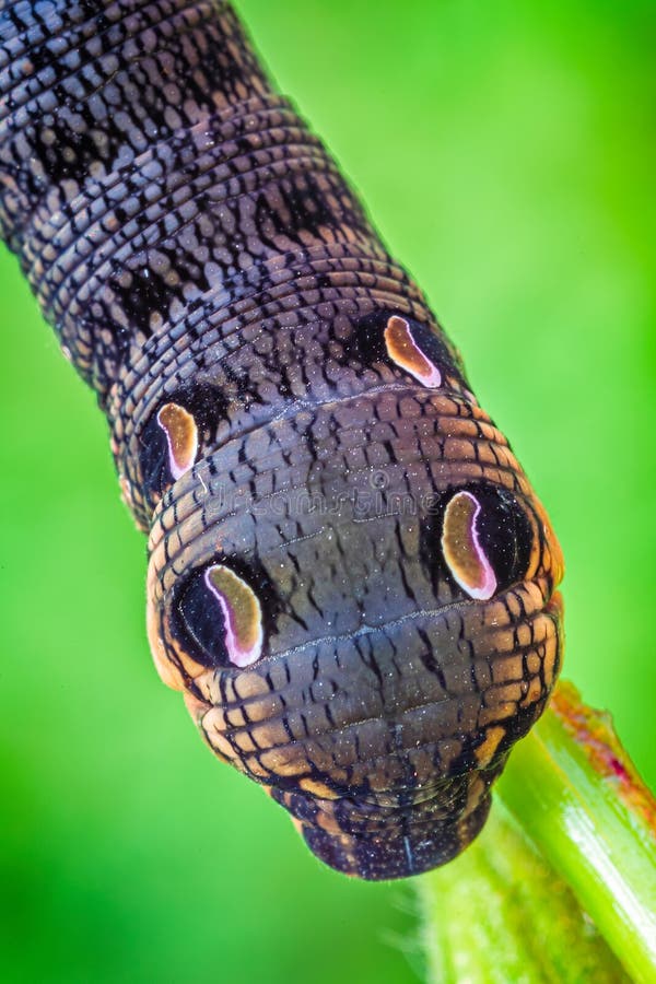 Elephant Hawk Moth Caterpillar Feeding on a Leaf Stock Image Image of