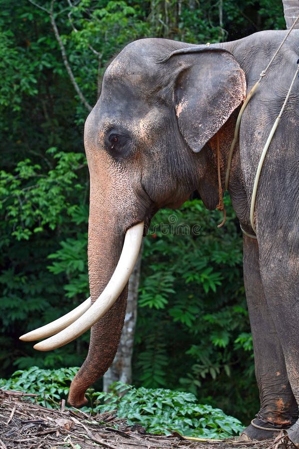 71+ Elephant head closeup Free Stock Photos StockFreeImages