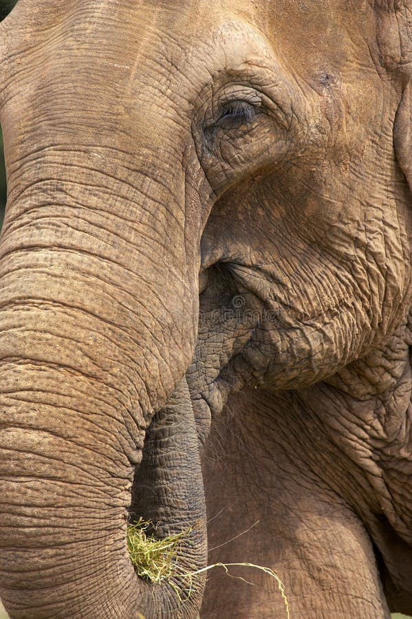 28,649 Elephant Head Stock Photos Free & RoyaltyFree Stock Photos