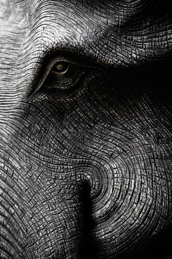 26,238 Elephant Head Stock Photos Free & RoyaltyFree Stock Photos