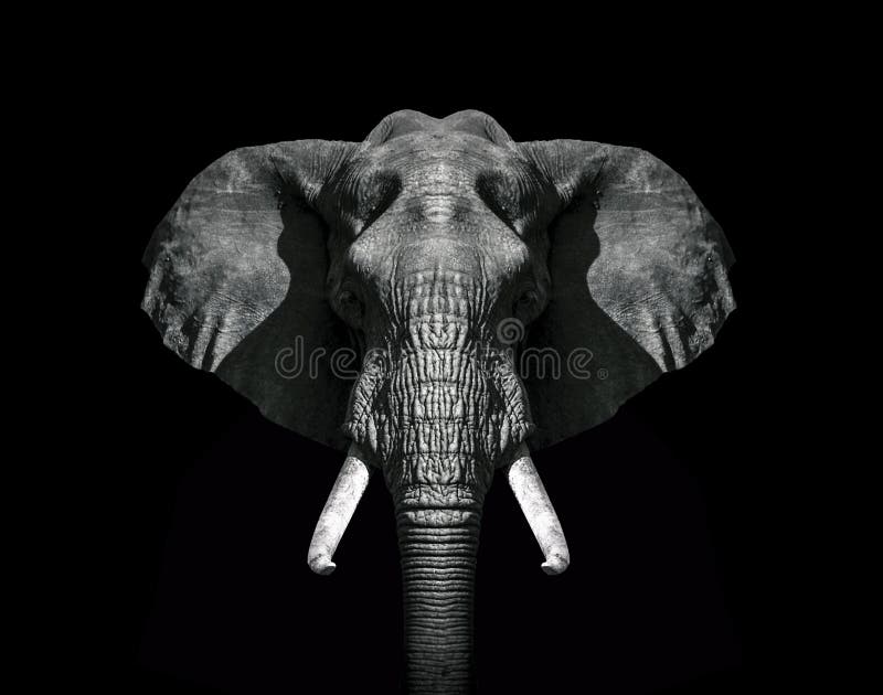 Elephant head black and white wallpaper