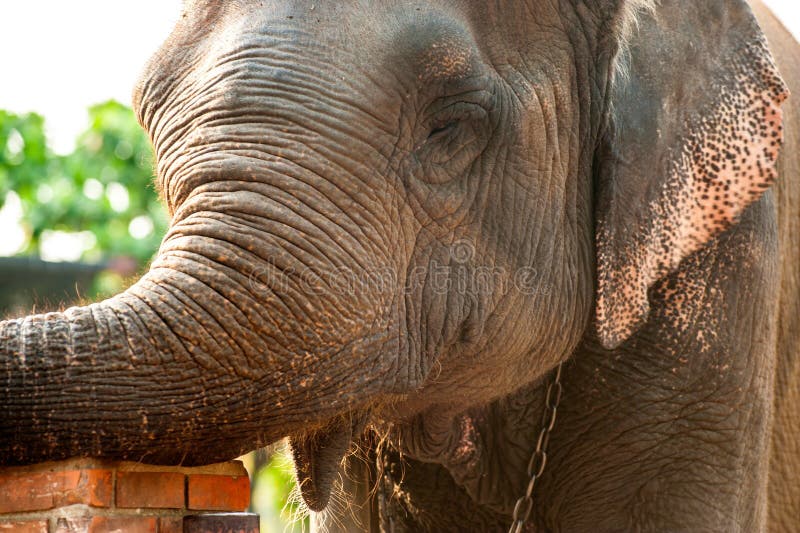 Elephant head. stock photo. Image of zoology, closeup 81396680