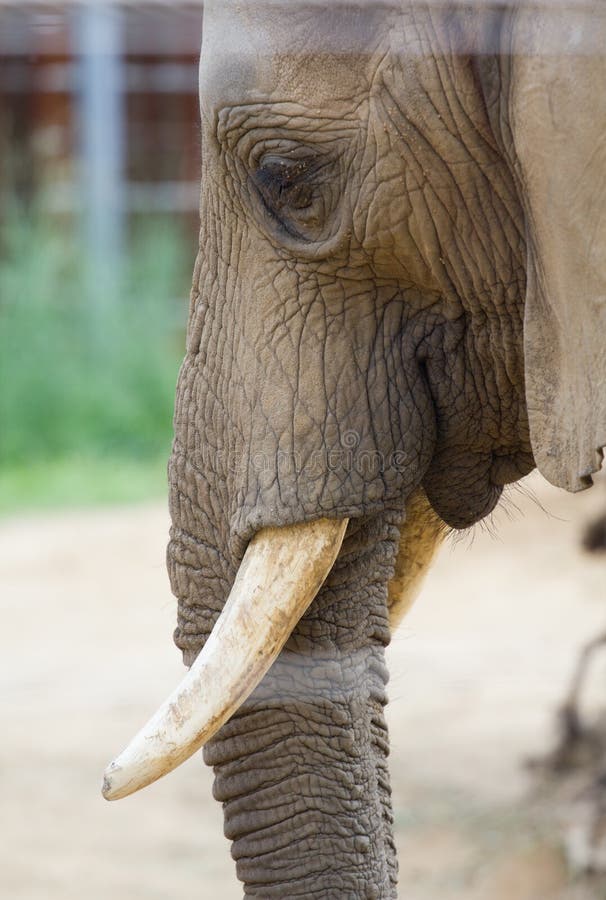 Elephant head stock photo. Image of asia, large, tusks 52284162