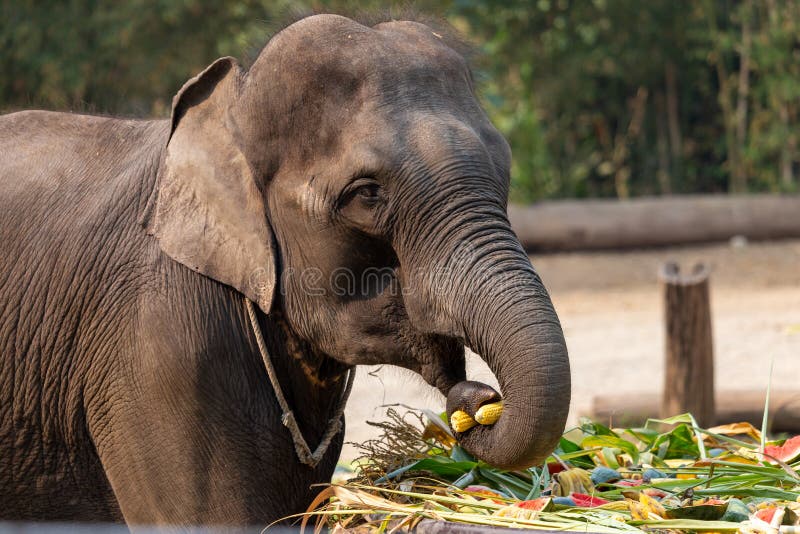 Elephant Head the Elephant Eat Corn Stock Image Image of strong, park