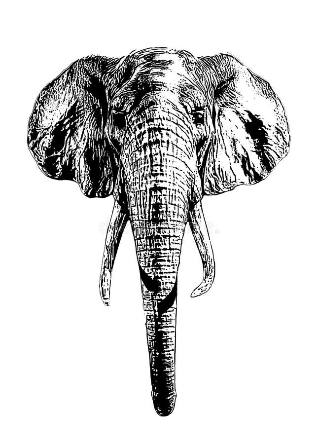 Elephant Face Drawing Images  Free Download on Freepik