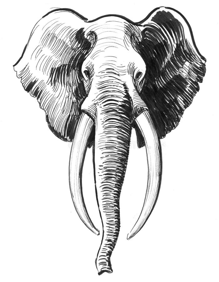 Elephant head stock illustration. Illustration of animal 111754253