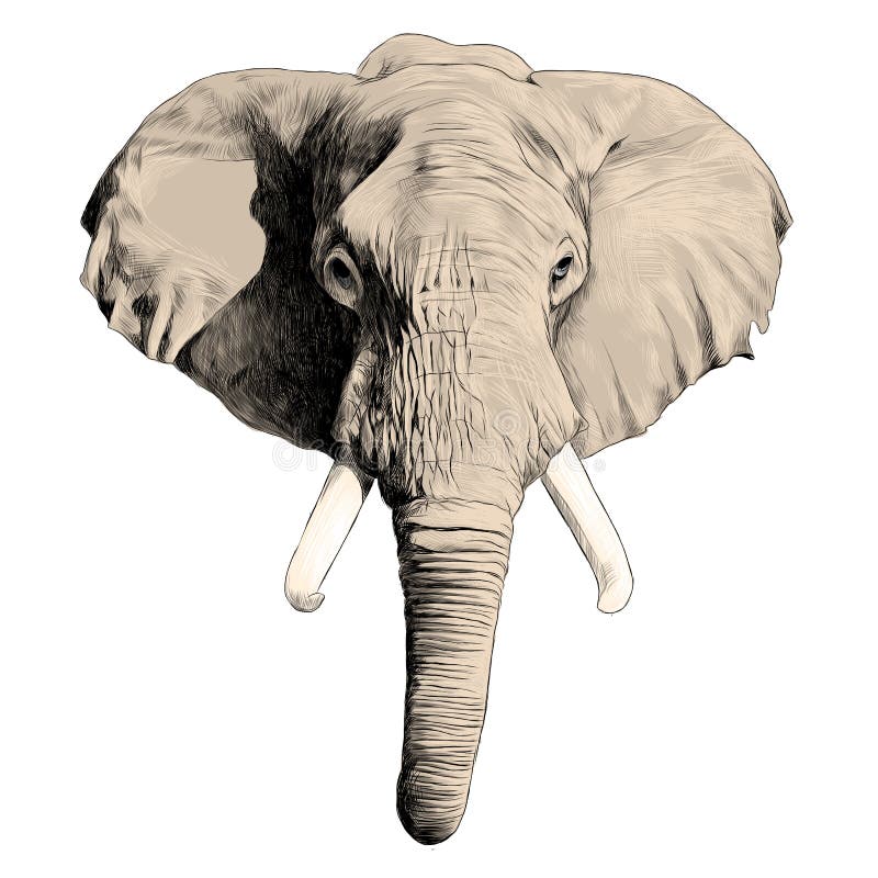 Black and white elephant face drawn ink sketch Vector Image