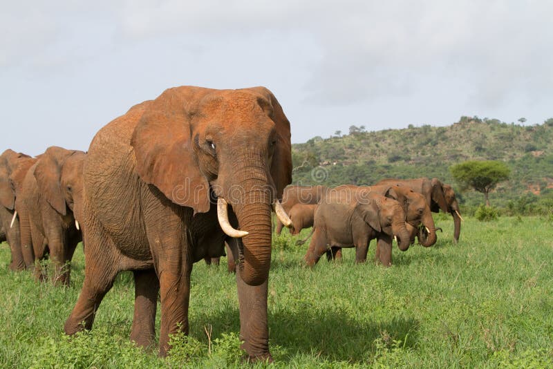 Elephant herd