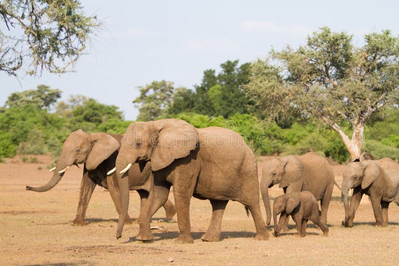 Elephant herd