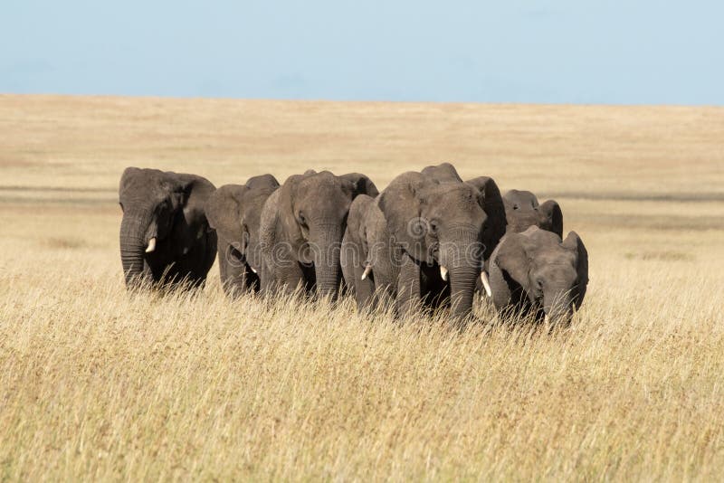 Elephant herd crosses savannah in long grass stock photos