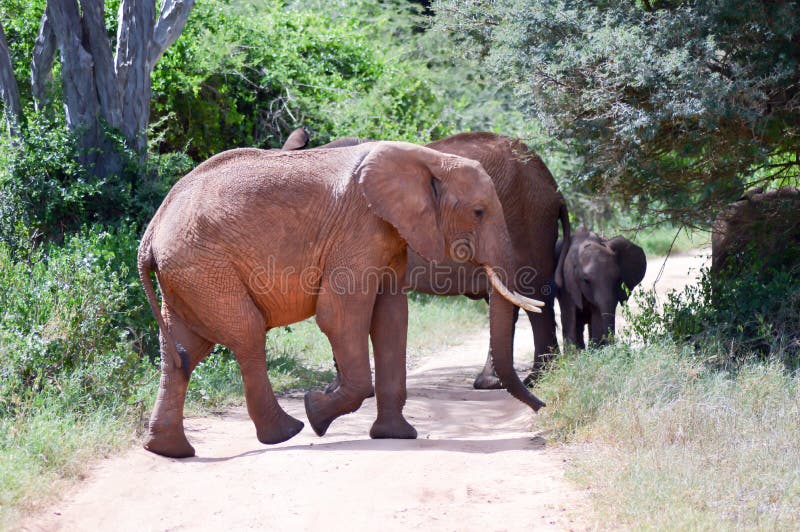 Elephant Herd Crossing The Trail
