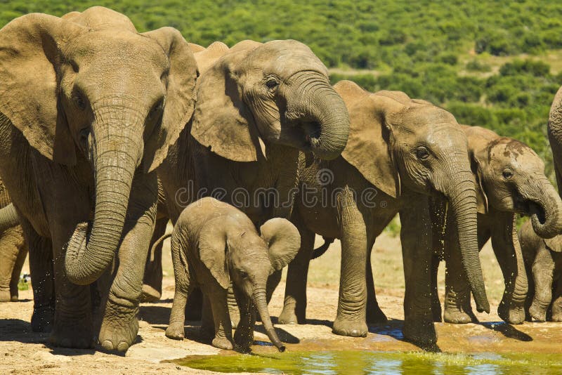 Elephant herd drinking