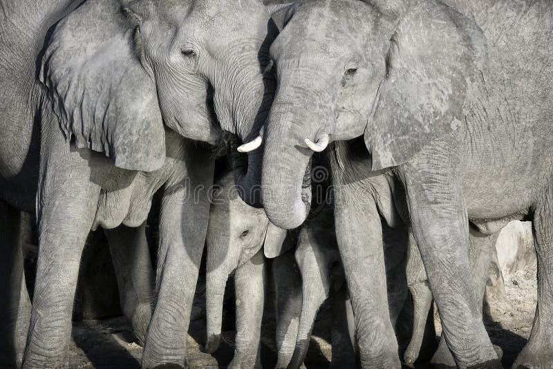 Un elefante gregge vicino a comune.