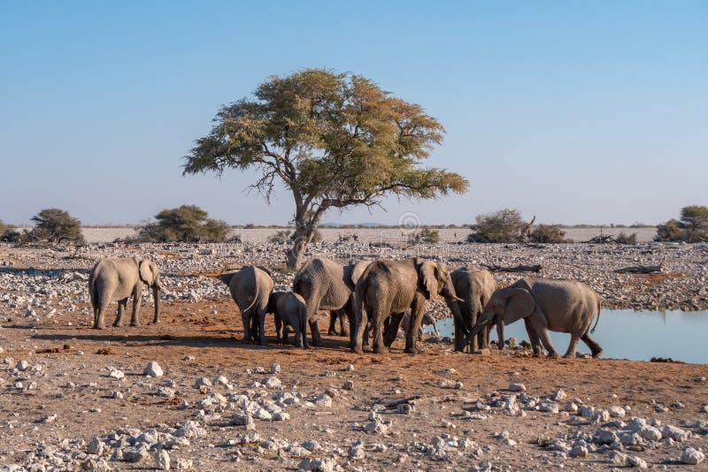 Elephant Herd at a Waterhole in Etosha National Park, Namibia royalty free stock images Elephant Herd at a Waterhole in Etosha National Park, Namibia royalty free stock images