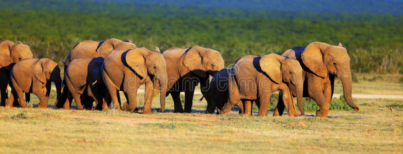 Elephant herd on open green plains