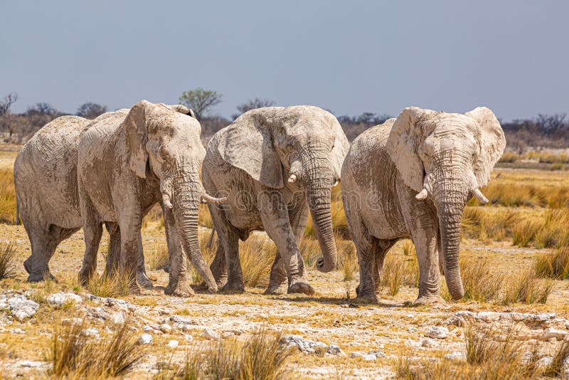 Elephant herd walking in the african wilderness