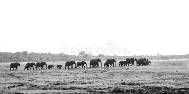 Elephant Herd Walking Past