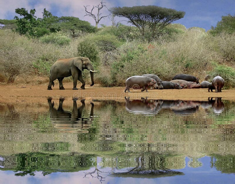 Elephant teasing hippos. Kruger National Park, South Africa. Elephant teasing hippos. Kruger National Park, South Africa