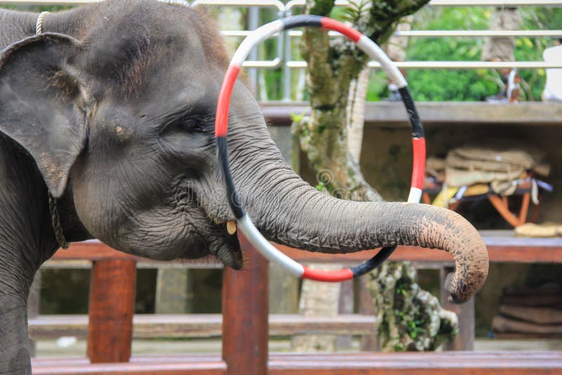 One Talented Elephant demonstrates his talent for tossing a hula hoop around on his trunk at the elephant safari park in ubud, bali, indonesia. One Talented Elephant demonstrates his talent for tossing a hula hoop around on his trunk at the elephant safari park in ubud, bali, indonesia.