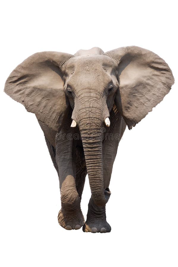 Elephant isolated stock image