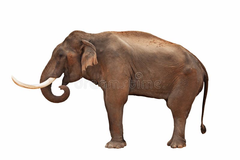 Elephant isolated