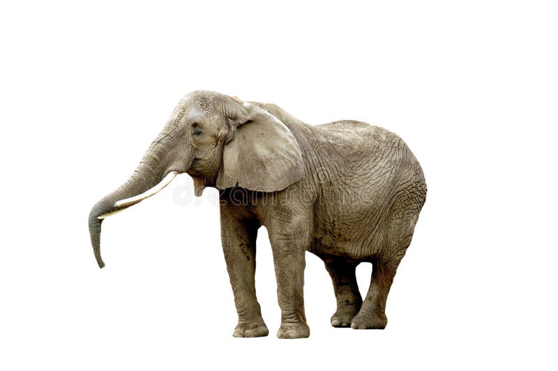 Elephant isolated