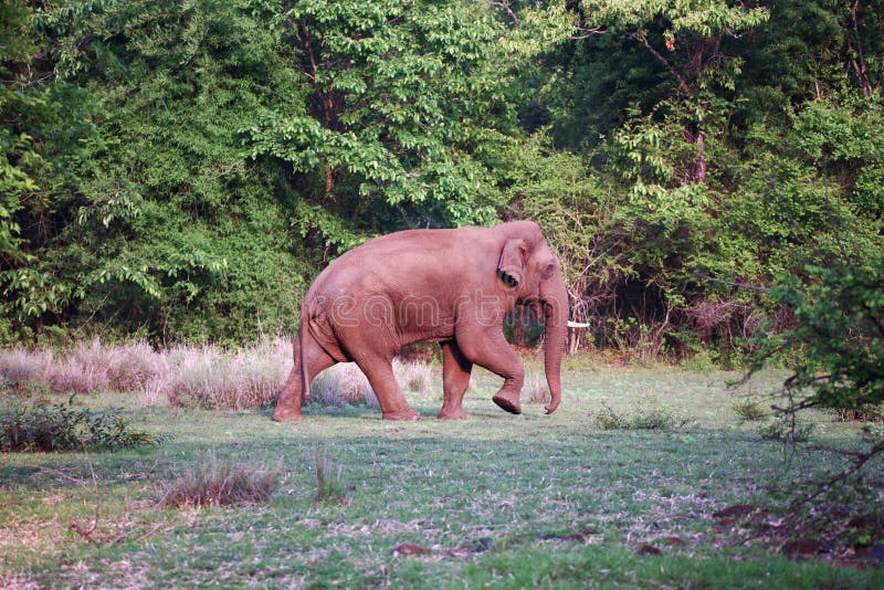 Elephant in its habitat. Elephant sighted in bhadra tiger reserve of India. Canon 6D f5.6 500mm 1/1200 ISO 400 royalty free stock image Elephant in its habitat. Elephant sighted in bhadra tiger reserve of India. Canon 6D f5.6 500mm 1/1200 ISO 400 royalty free stock image