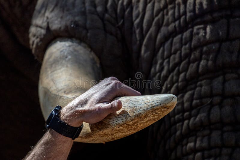 Elephant ivory tusk close up in kruger park south africa