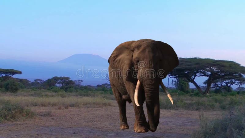 Elephant. Kilimanjaro, Savannah. Evening.