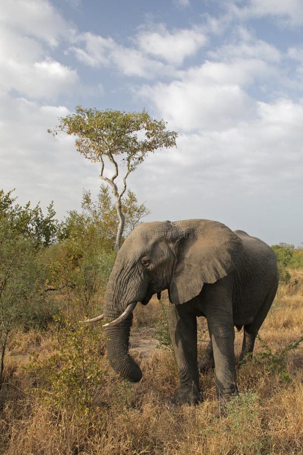 Elephant in Kruger