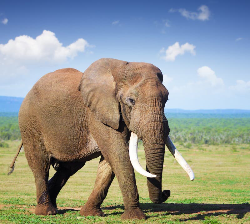 Elephant Wallpaper Images - Free Download on Freepik