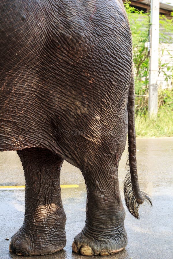 Elephant legs stock image. Image of playground, mammal 40084021