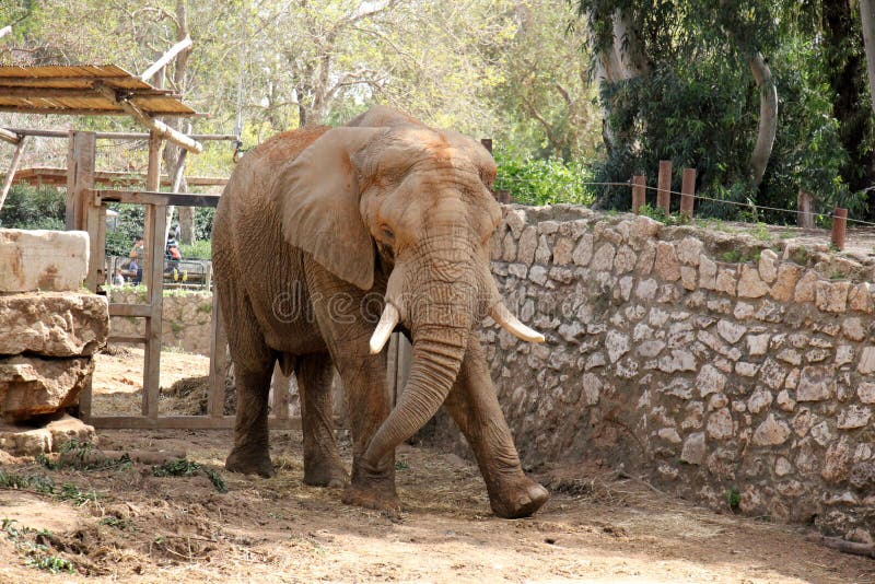 Elephant lives in a safari stock image. Image of israel - 69107663