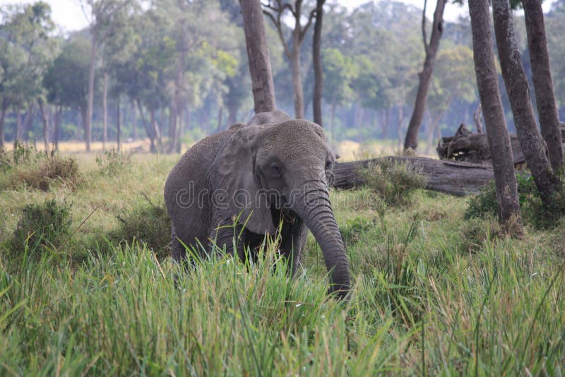 Elephant in the long grass stock photos