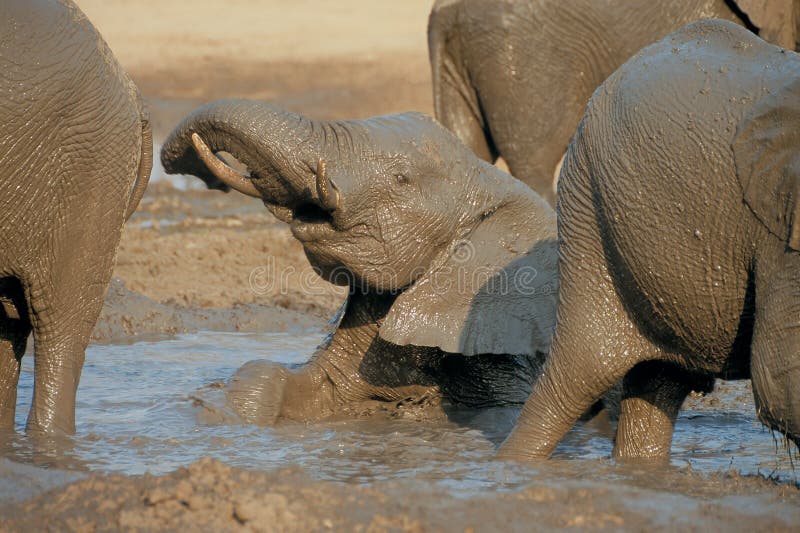 Elephant lying in mud