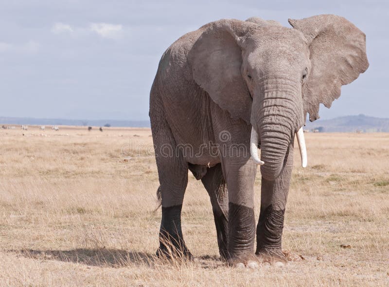 Una mujer un elefante sobre el húmedo con aprobado actual.