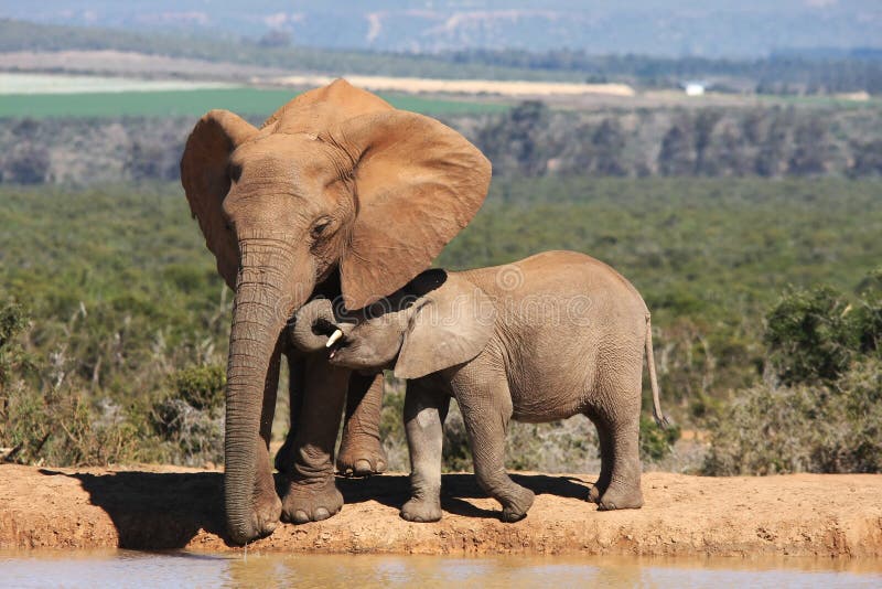 Elephant Mother and Baby