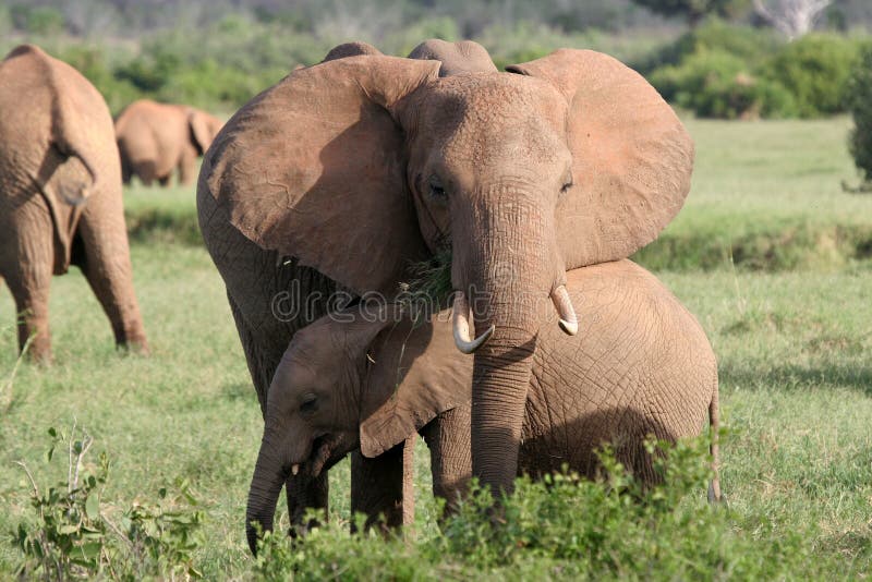 Elephant mother and calf